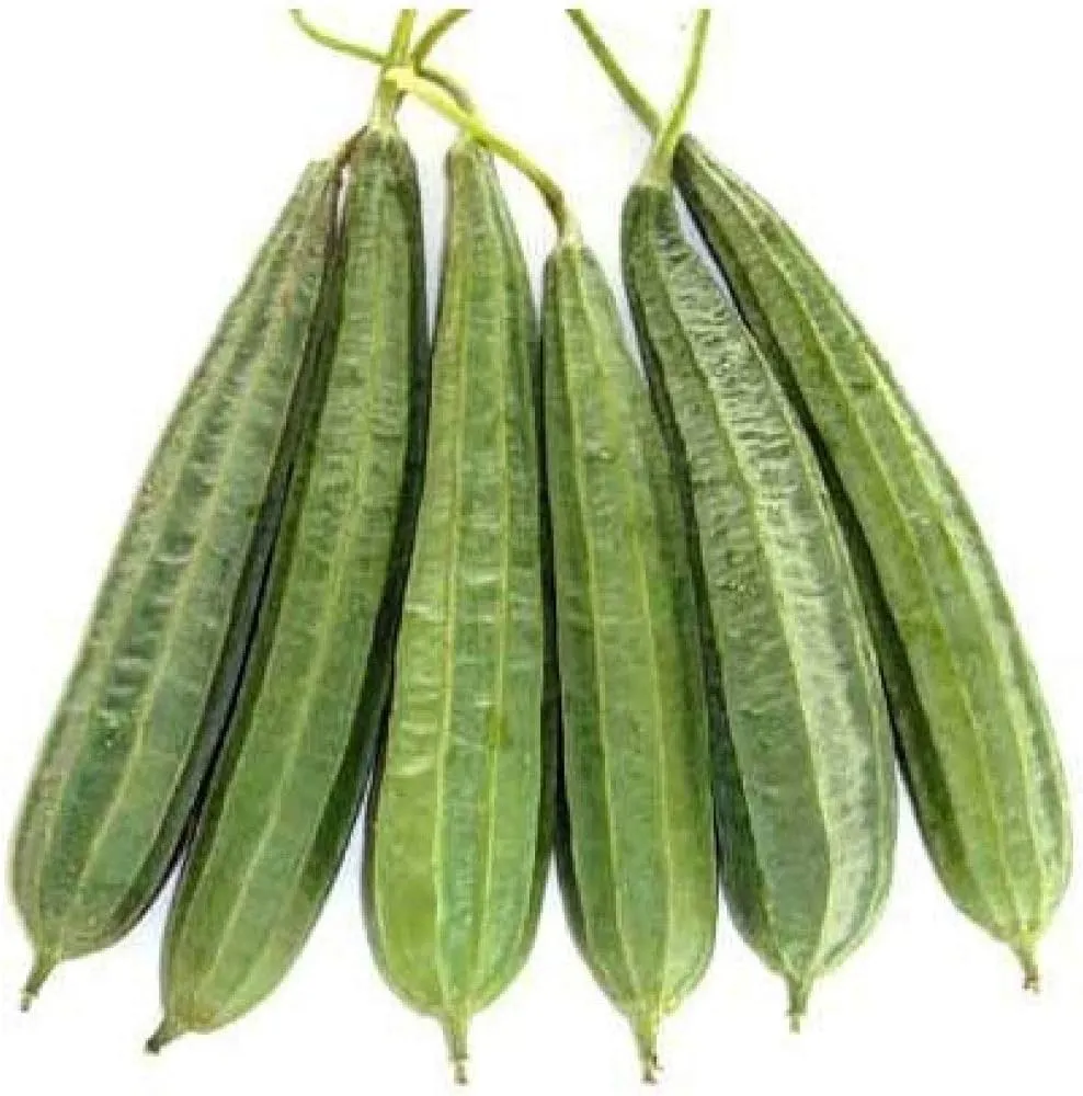 Ridge gourd